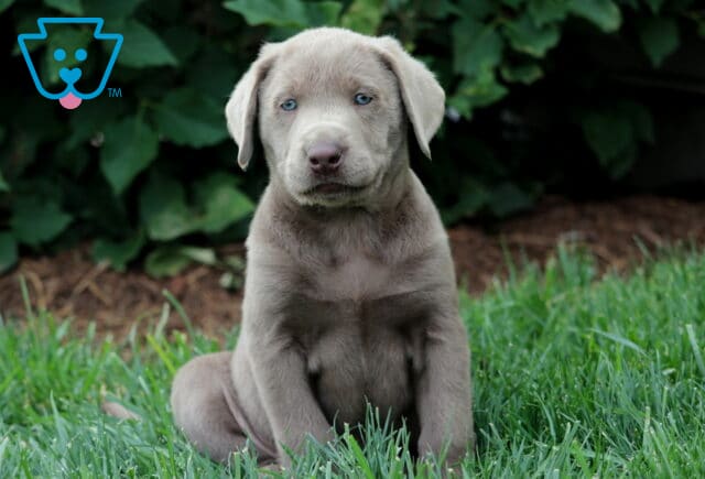 Silver Lab puppy sitting upright in lush green grass, gazing calmly at the camera with soft blue eyes and a sleek silver-gray coat. image