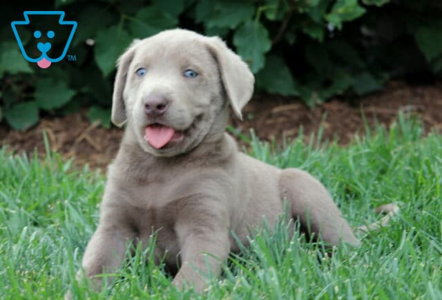 Playful Silver Lab puppy lying in green grass with its tongue out and bright blue eyes gleaming, looking full of energy and charm. image