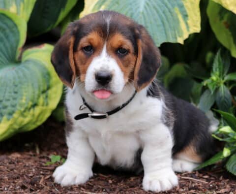 Breeze Basset Hound Mix