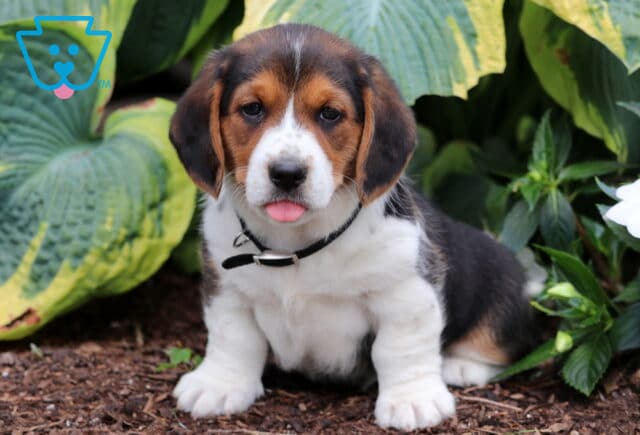 Breeze Basset Hound Mix image