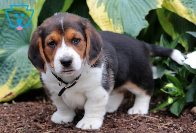 Breeze Basset Hound Mix2 image