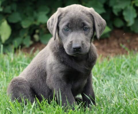 Charcoal Labrador Retriever puppy sitting in green grass, looking alert with soft greenish eyes and a smooth, dark gray coat.