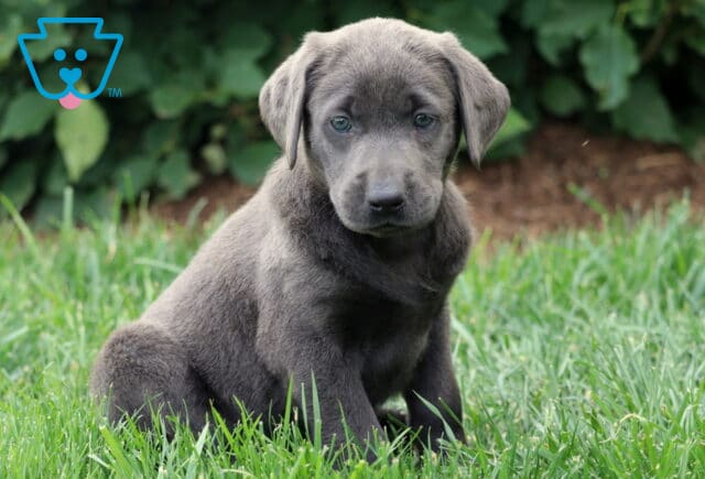 Charcoal Labrador Retriever puppy sitting in green grass, looking alert with soft greenish eyes and a smooth, dark gray coat. image