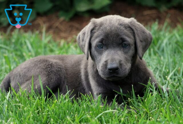 Charcoal Labrador Retriever puppy laying down in the grass, gazing calmly at the camera with a sleek, dark gray coat and soft green eyes. image