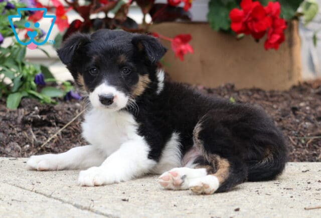 Tricolor Border Collie puppy with black, white, and tan markings lying on a sidewalk in front of bright red and purple flowers. image