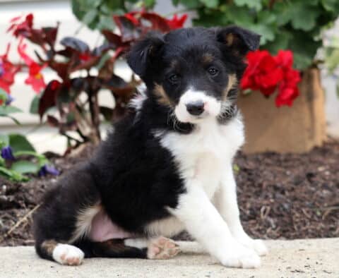 Brittany Border Collie2
