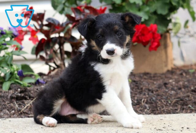 Adorable tricolor Border Collie puppy sitting on a sidewalk near a flower bed with red and purple blooms in the background. image