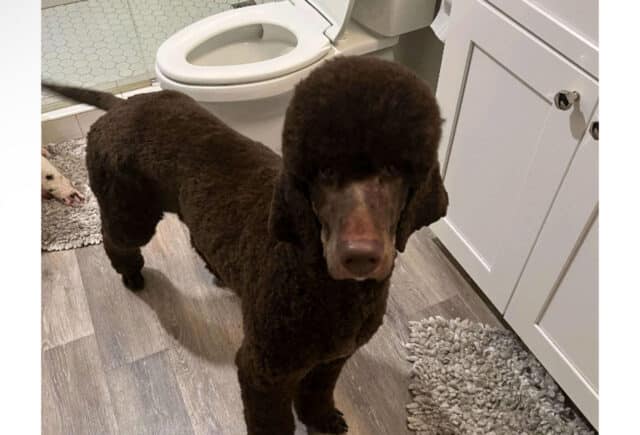 Brix Standard Poodle image