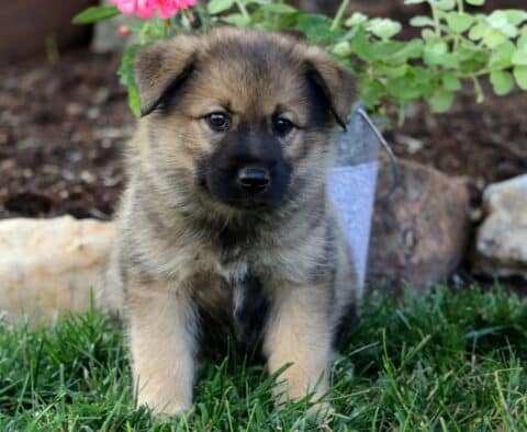 Bronks Elkhound Mix