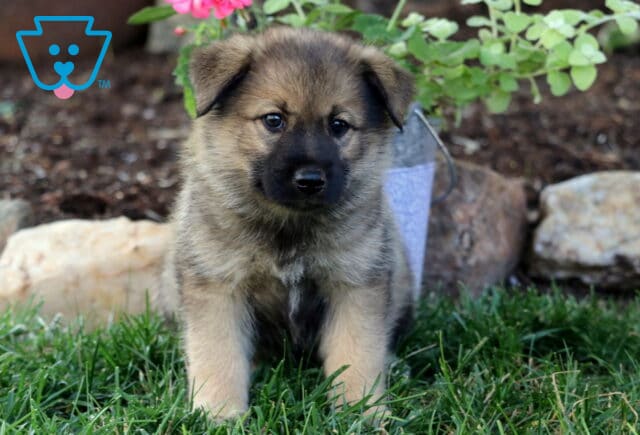 Bronks Elkhound Mix image