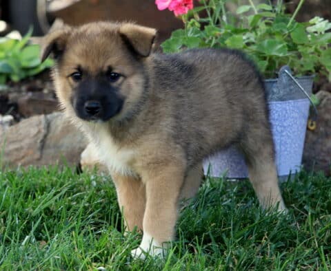 Brooklynn Elkhound Mix