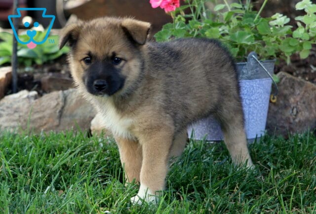 Brooklynn Elkhound Mix image