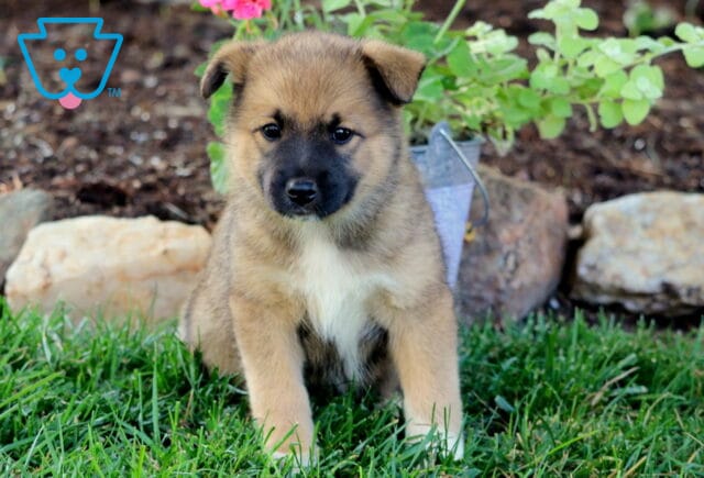 Brooklynn Elkhound Mix2 image