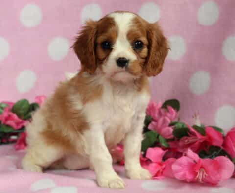 Browny Cavalier