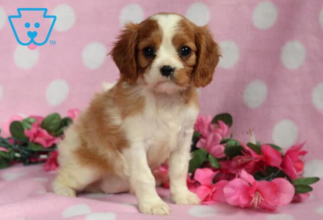 Browny Cavalier image
