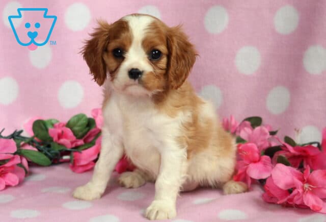 Browny Cavalier2 image