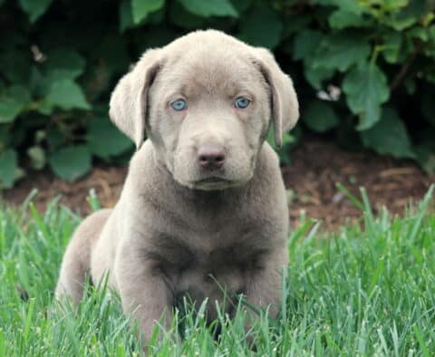 Alert Silver Labrador Retriever puppy sitting in fresh green grass with a soft silver-gray coat and captivating blue eyes, backed by leafy bushes.