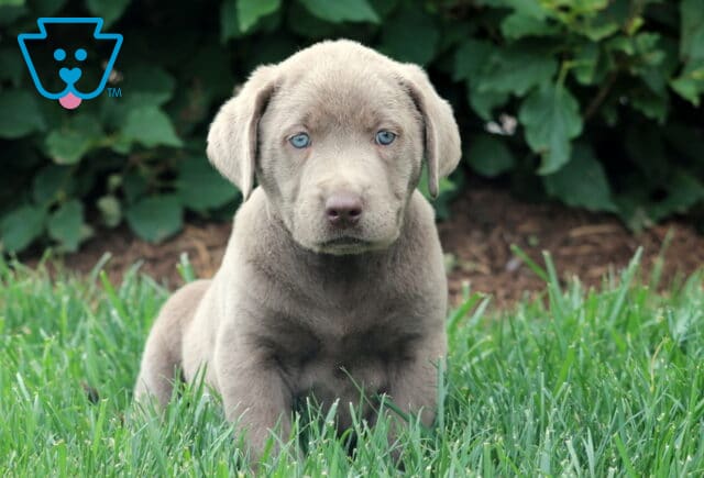 Alert Silver Labrador Retriever puppy sitting in fresh green grass with a soft silver-gray coat and captivating blue eyes, backed by leafy bushes. image