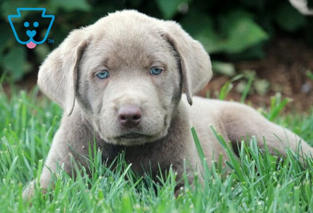Curious Silver Labrador Retriever puppy laying in the grass, featuring a soft gray coat and bright blue eyes with a calm, attentive expression. image
