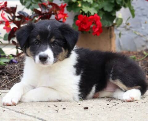 Buffy Border Collie