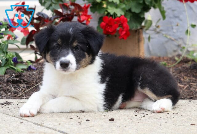 Calm tricolor Border Collie puppy laying down on a sidewalk near a flower bed filled with red and purple blooms. image