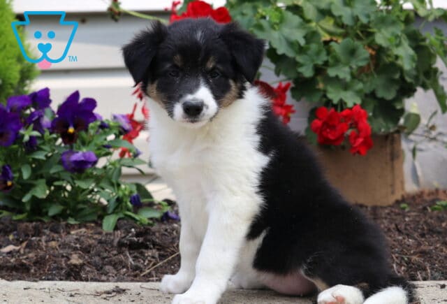 Fluffy Border Collie puppy with a black, white, and tan coat sitting attentively on a sidewalk near vibrant red geraniums and purple pansies. image