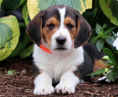 Buster Basset Hound Mix2