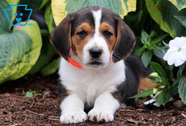 Buster Basset Hound Mix2 image