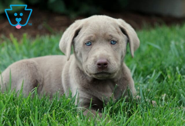 Silver Labrador Retriever puppy lying in green grass, gazing forward with striking blue eyes and a soft gray coat. image
