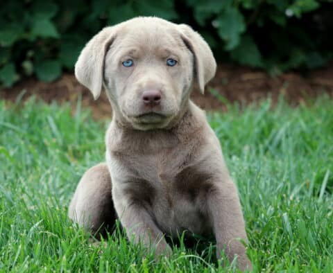 Silver Labrador Retriever puppy sitting upright in lush green grass, showing off a sleek gray coat and captivating blue eyes.