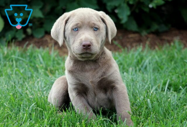 Silver Labrador Retriever puppy sitting upright in lush green grass, showing off a sleek gray coat and captivating blue eyes. image