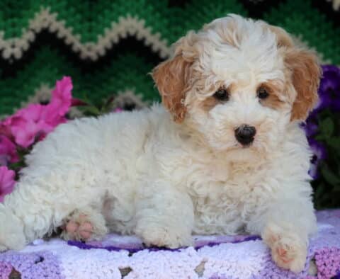 Butterscotch Mini Goldendoodle