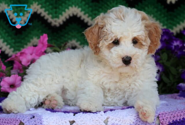 Cream-colored Mini Goldendoodle puppy with soft curls and apricot markings on the ears and around one eye, lying on a pastel purple crocheted blanket surrounded by vibrant pink and purple flowers and a green zigzag background. image