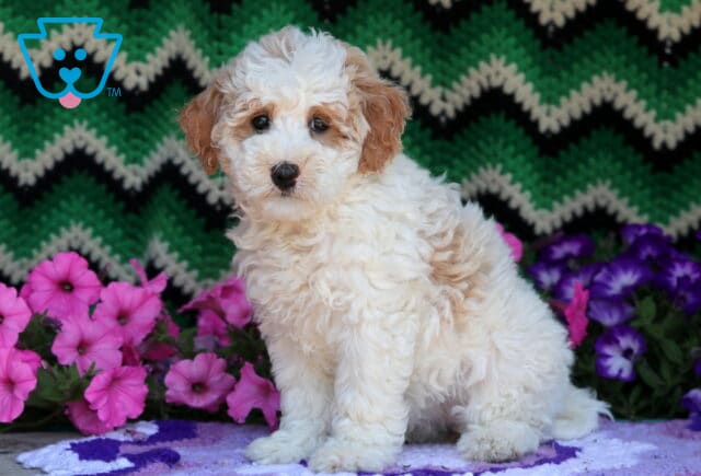 Fluffy cream-colored Mini Goldendoodle puppy with apricot ears and a soft apricot patch on the side, sitting on a purple blanket with pink and purple flowers and a green zigzag-patterned background. image