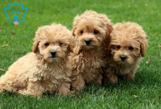 C Litter Maltipoo Group image