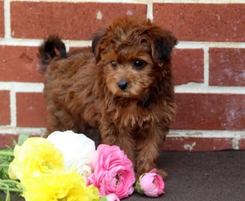 Adorable brown Yorkiepoo puppy standing on a dark surface in front of a brick wall, surrounded by bright yellow, white, and pink flowers. The puppy has a curly coat and a curious, gentle gaze.