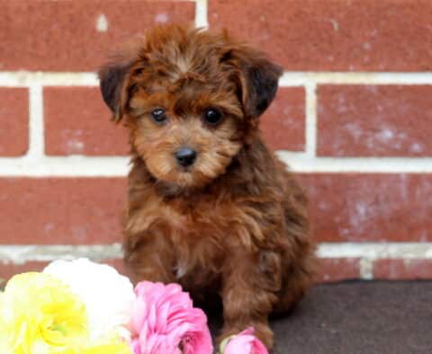 Captain Yorkiepoo2