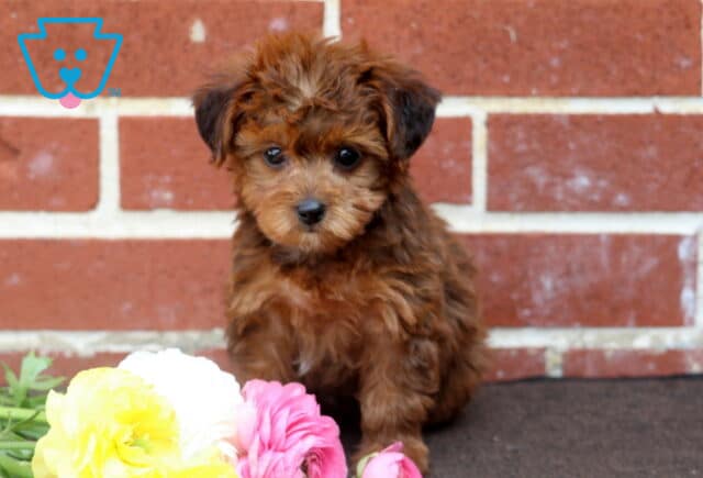 Tiny Yorkiepoo puppy with a curly reddish-brown coat sitting sweetly in front of a brick wall. The puppy is surrounded by pastel flowers, giving the photo a warm and charming feel. image