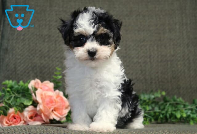 Cara Havanese image