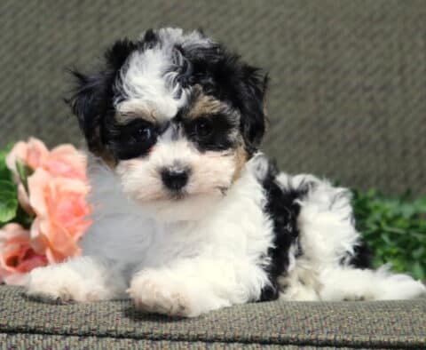 Cara Havanese2