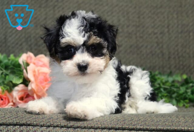 Cara Havanese2 image