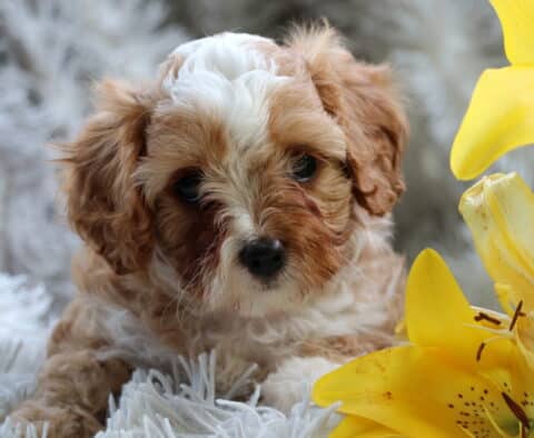 Caramel Cavapoo