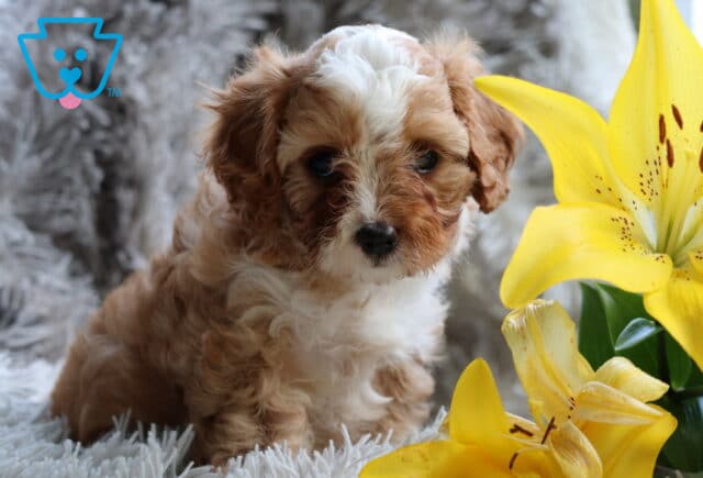 Caramel Cavapoo2 image