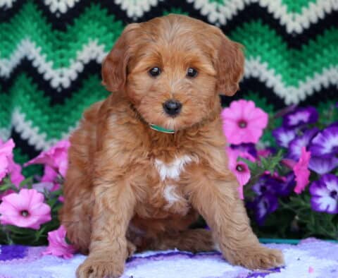 Caramel Mini Goldendoodle