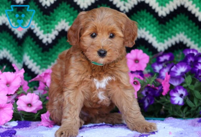 Cute Mini Goldendoodle puppy with a smooth reddish coat and a white patch on the chest, wearing a green collar while sitting on a purple blanket surrounded by colorful flowers and a green zigzag-patterned backdrop. image