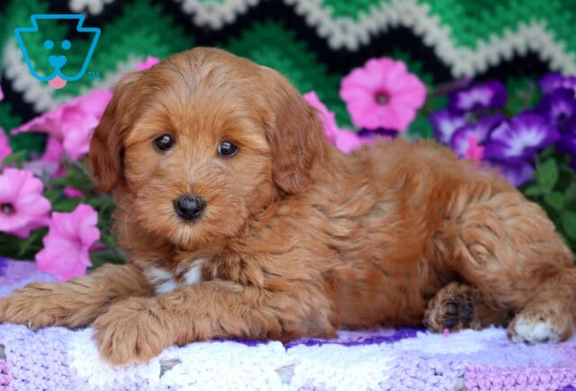 Sweet Mini Goldendoodle puppy with a rich reddish coat and a white patch on the chest, lying down on a purple and white crocheted blanket with a colorful flower display and green zigzag background. image