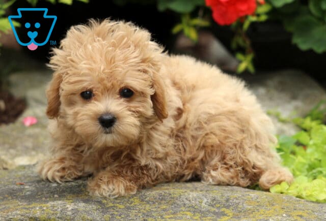 Fluffy cream-colored Maltipoo puppy lying down on a stone path, looking up with big dark eyes, surrounded by greenery and red flowers in the background. image