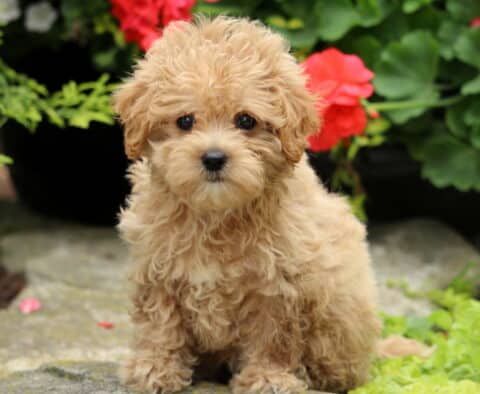 Carla Maltipoo2