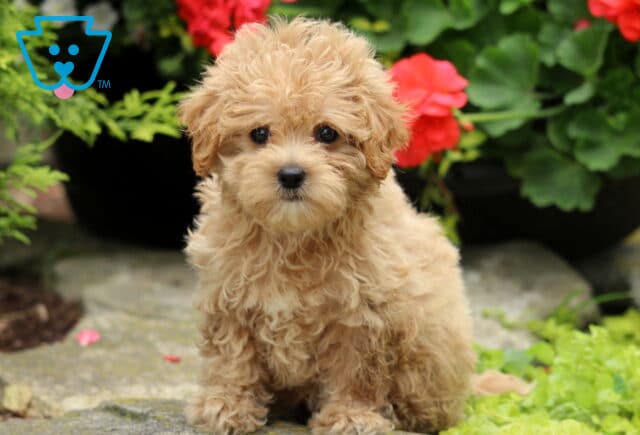 Adorable cream-colored Maltipoo puppy sitting on a stone path, surrounded by green plants and bright red flowers, gazing sweetly at the camera. image