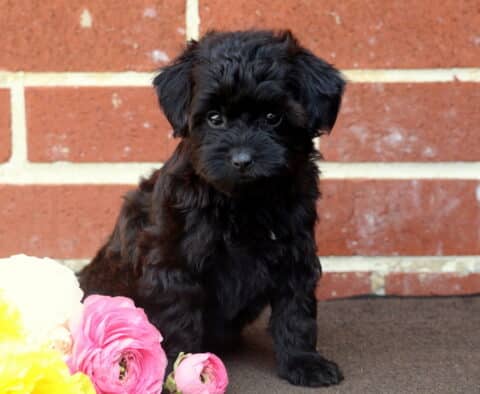Cassie Yorkiepoo